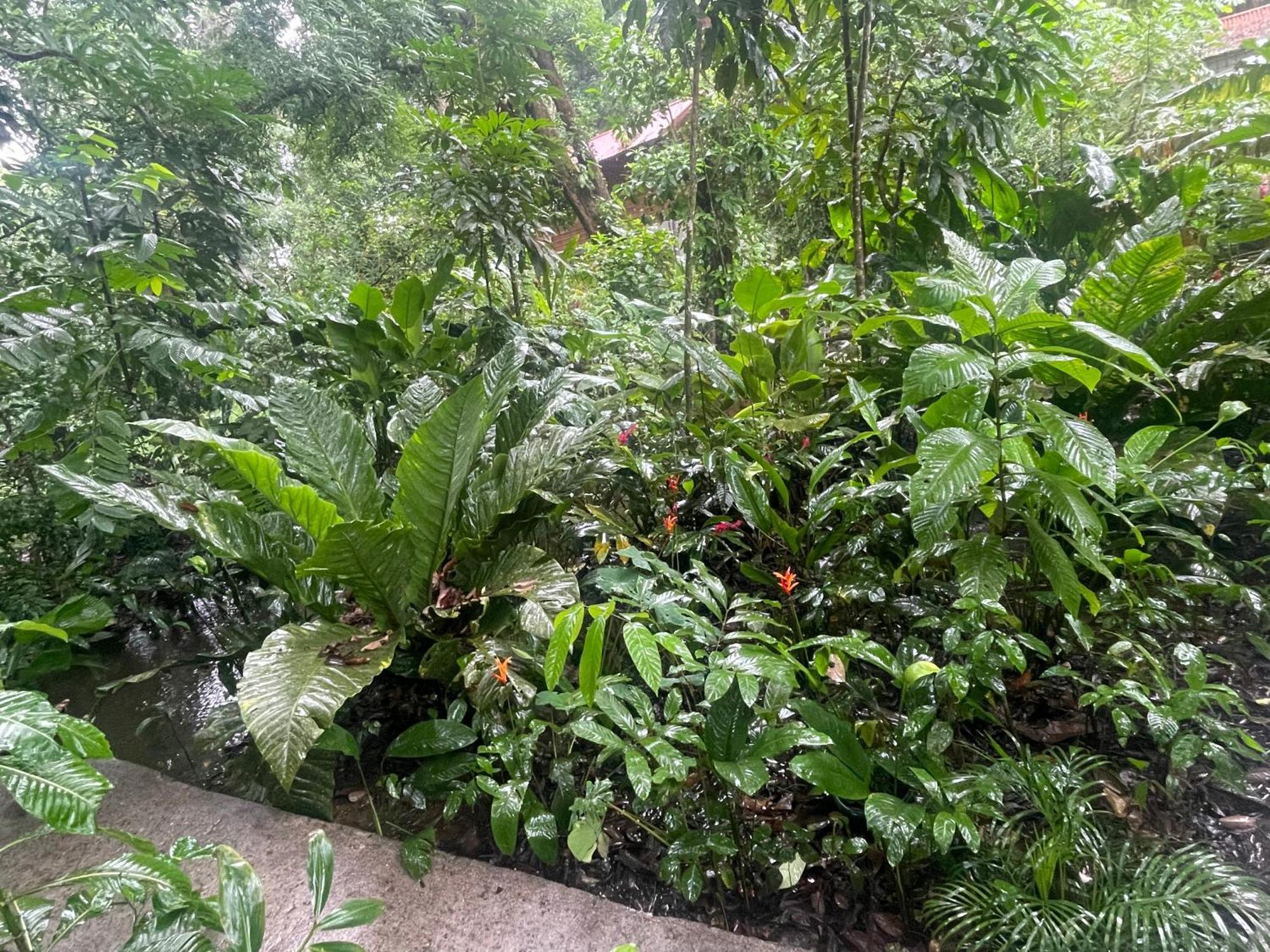 Casa Jaguar Tortuguero Villa Dış mekan fotoğraf