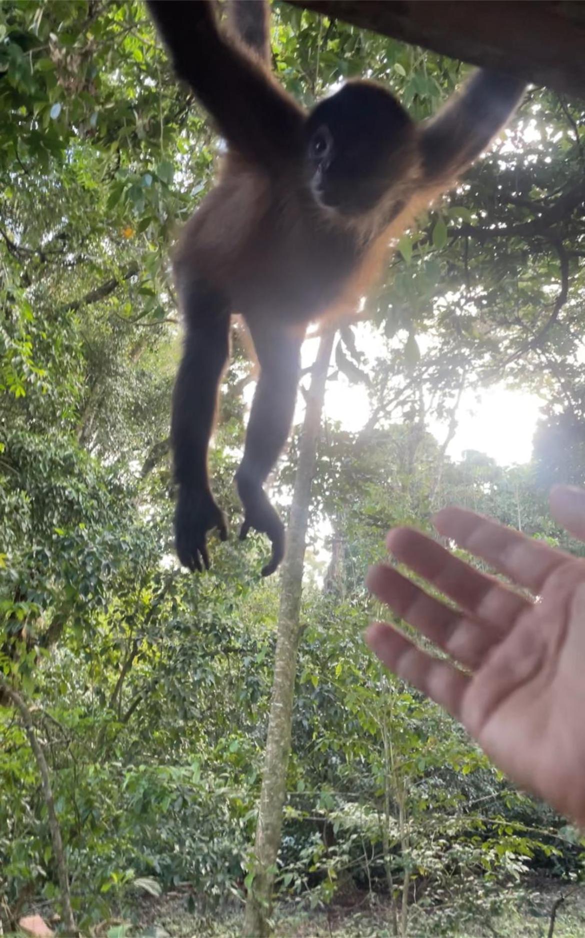 Casa Jaguar Tortuguero Villa Dış mekan fotoğraf